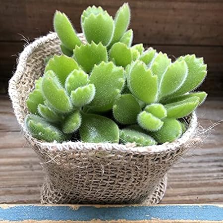 Amazon 熊童子 ぷっくり熊の手 多肉植物 インテリア 観葉植物 オンライン通販