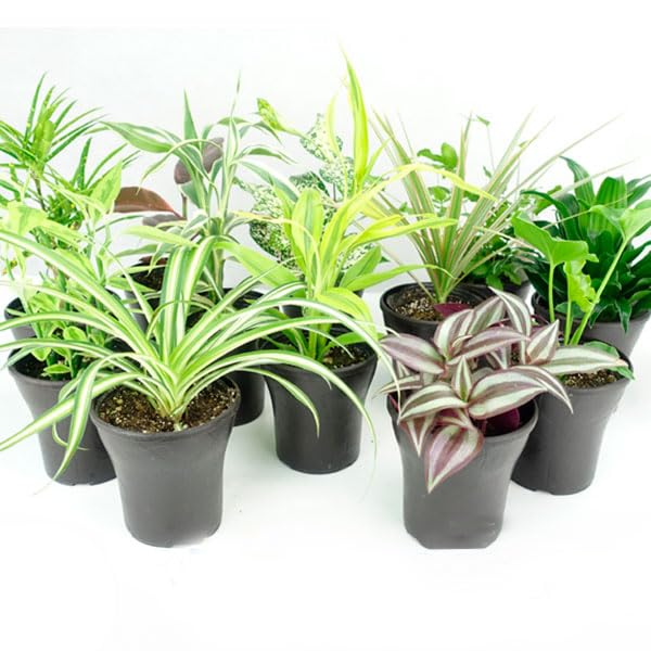 Amazon.co.jp: 観葉植物 おまかせミニ観葉植物3.5号 5種5鉢 / 国