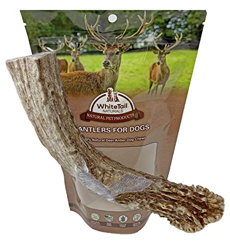 WhiteTail Naturals | Premium Deer Antlers for Dogs | (Extra Large XL) | All Natural Antler Chew | Naturally Shed, Sourced in USA