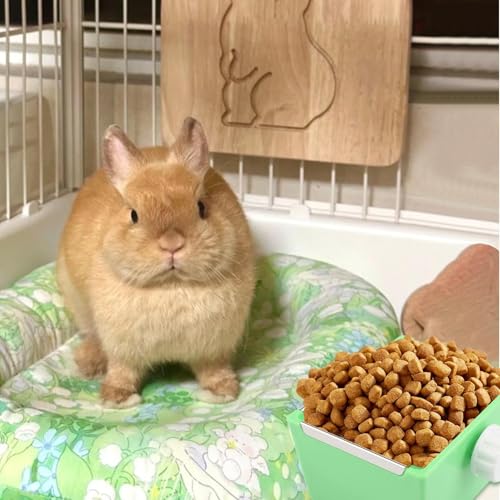 Plat de nourriture pour petits animaux de compagnie lapin hamster souris et dégu