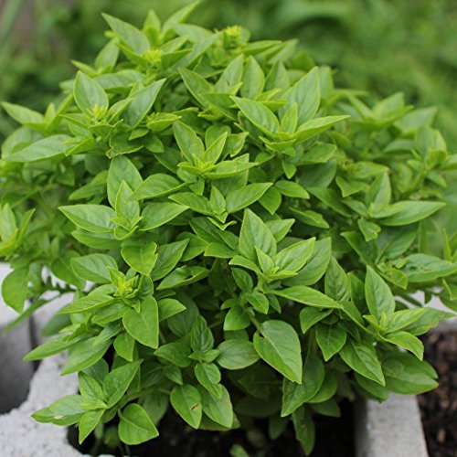 2 Ounces Basil Spicy Globe Seeds