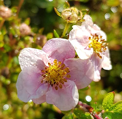 Potentilla fruticosa 'New Dawn' / Potentille arbustive rose tendre/Conteneur de 3 à 4 litres