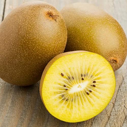 Golden Kiwi Seeds Gmo Free Perennial Deciduous Juicy Rich In Vitamins Sweet Arbors Trellises Outdoor 10Pcs Fruit Seeds Yegaol Garden #TOP24