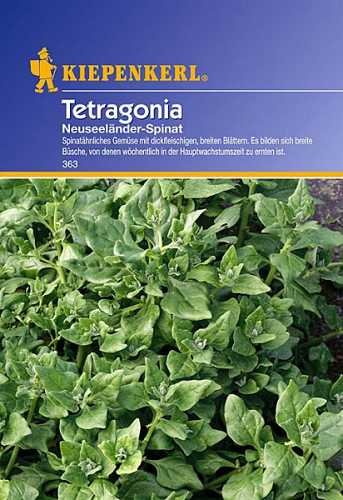 Spinat Tetragonia - Neuseelnder Spinat : Amazon.de: Garten