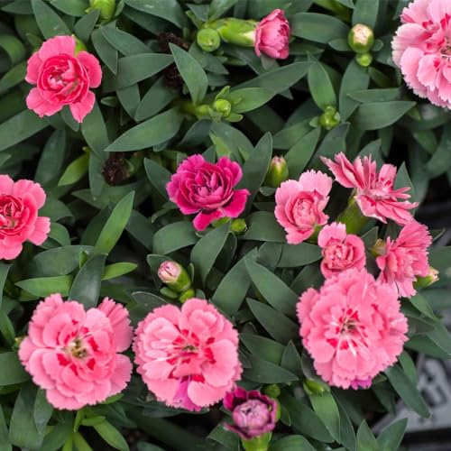 Genérico, Muda de Flor De Cravo 20 a 40cm AMK - Plantas Online