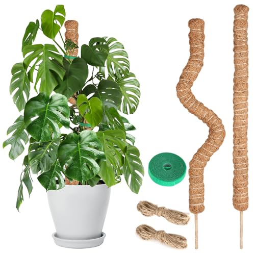 Joaercs Moss Pole for Monstera 60CM 2 Pcs Sticks Plant Supports for Indoor Plants for Climbing Vines Pothos Potted Comes with Velcro Tape and Hemp Rope