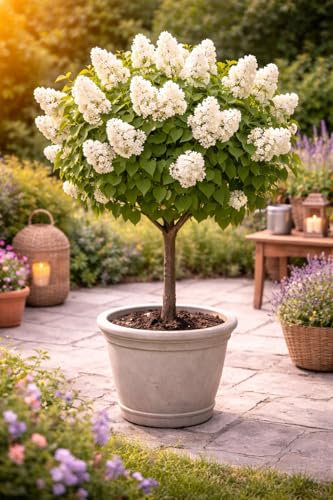 Edelflieder Stämmchen Mme Lemoine Weiß gefüllt 60-80 cm Syringa vulgaris Duftflieder Stamm winterhart stark duftend Zierbaum für Garten Balkon Terrasse bienenfreundlich