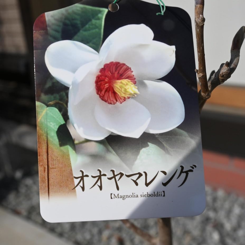 Amazon.co.jp: 大山蓮華苗 6号サイズ 1鉢 おおやまれんげ接ぎ木