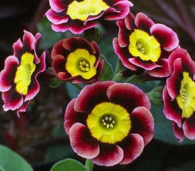 1 Pack of 50 SEEEDS Primula Auricula Alpine Mix