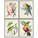 Yellowbird Vintage Audubon Bird Print Set
