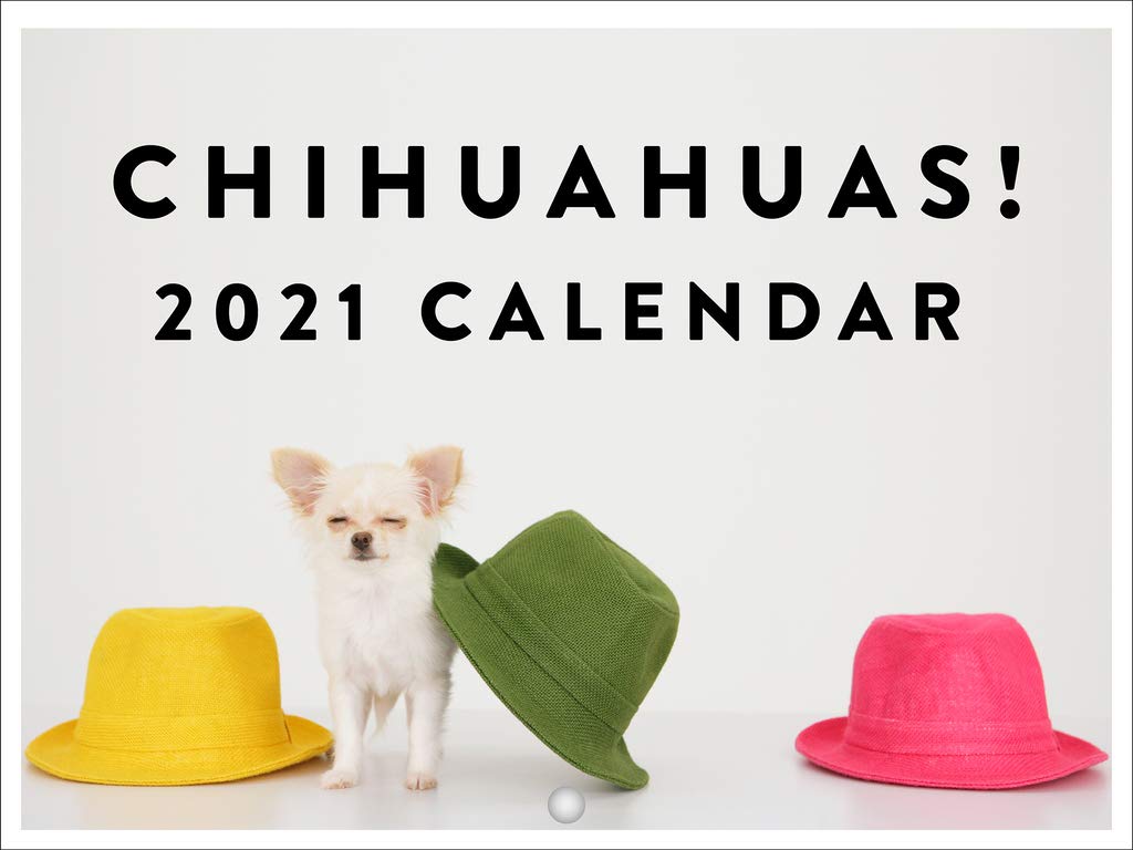 Chihuahua Puppy Calendar 2025 Chihuahua Gifts Monthly Wall Calender 12 Month | Made In The USA