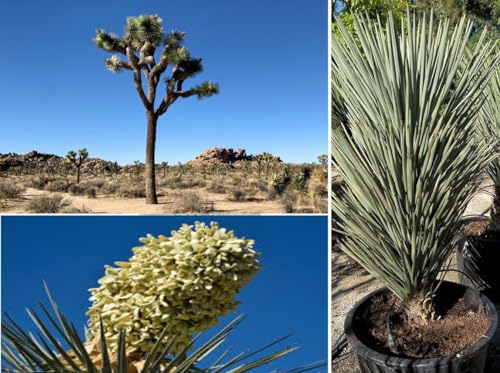 Blue Joshua Tree Yucca Brevifolia 6 Seeds
