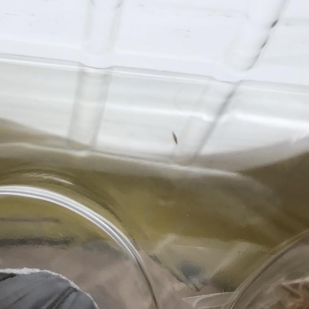 Amazon.co.jp: 未 ウイング アズールレーン アズレン 1/7 ダンケルク