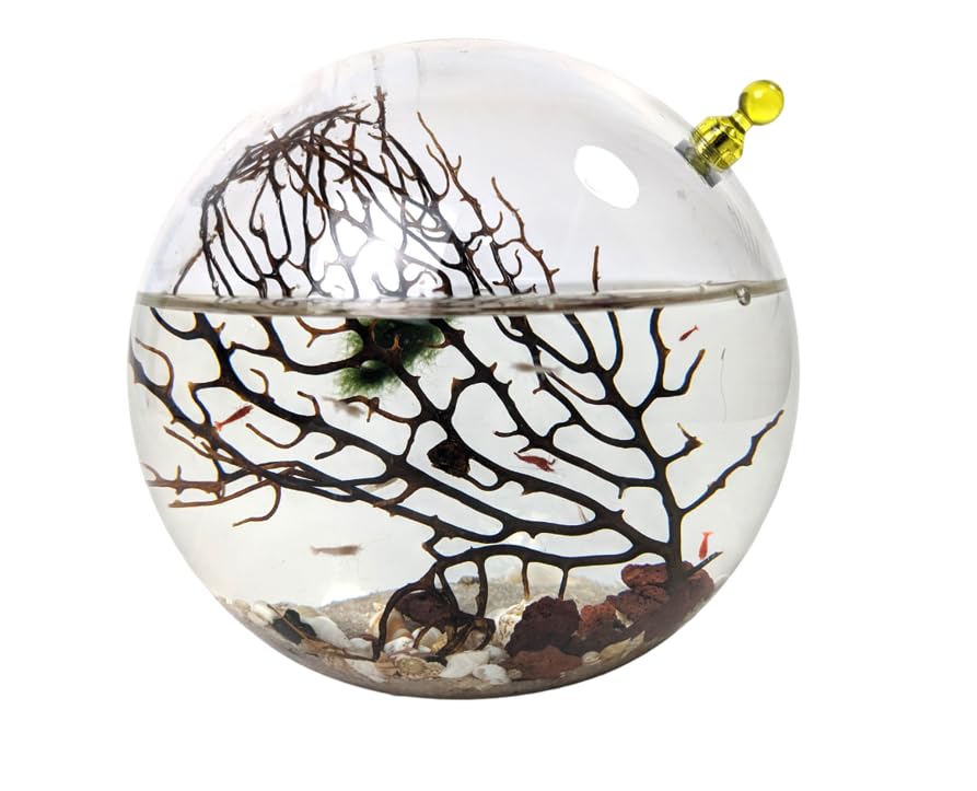 Glass Self Sustaining Shrimp Ecosphere Large