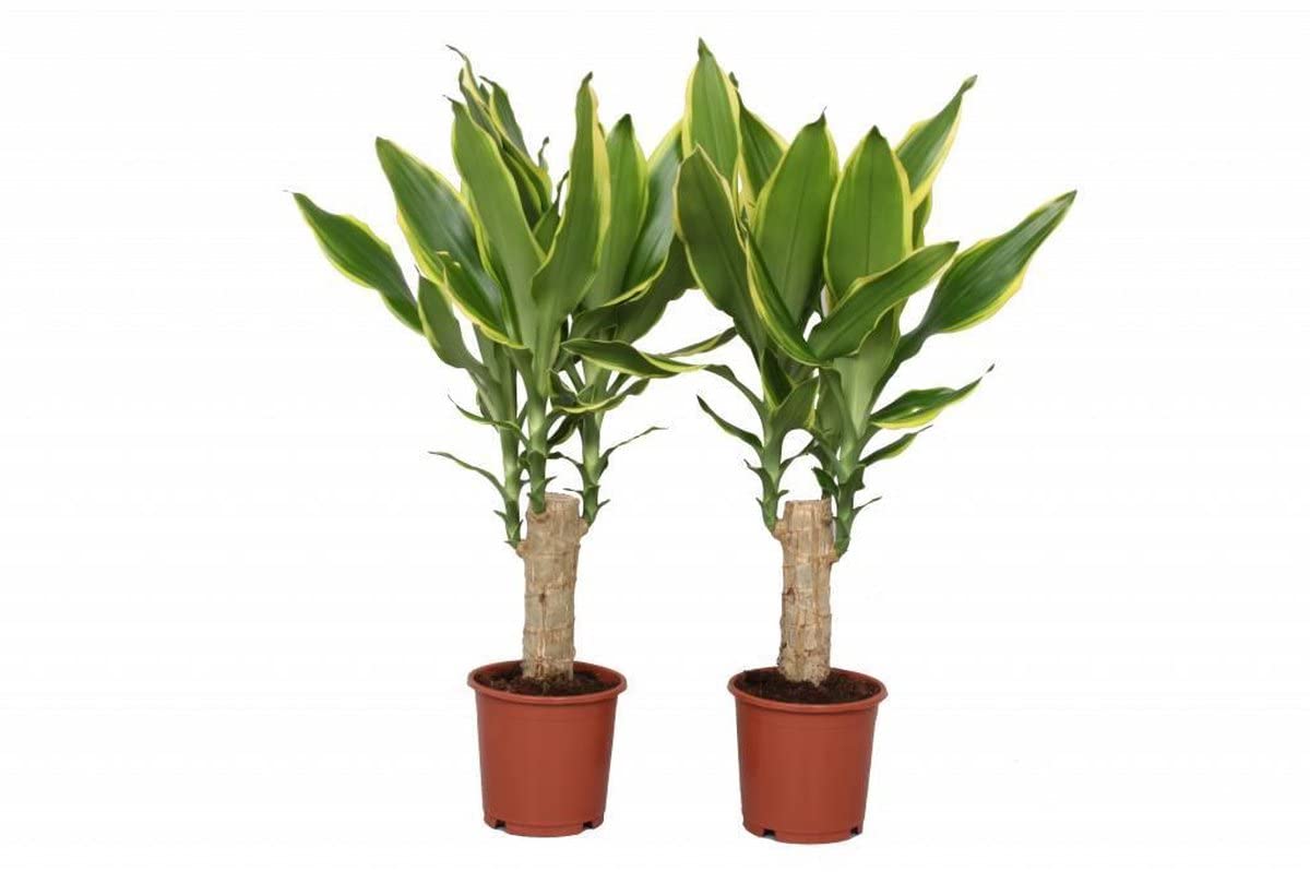 DECOALIVE Duo de Tronco del Brasil Plantas Naturales Dracaena Fragrans Yellow Coast