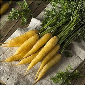 100 Stks Wortel Zaden Non-GMO Verse Geur Heirloom Zaden Outdoor Tuin Terras Binnenplaats Planten Geschikt Voor…