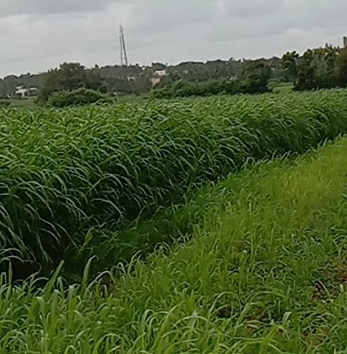 Image of SK ORGANIC COFS 29 Multicut Grass Seeds for cow buffalo goat cattle fodder 3 years variety (1kg)