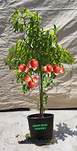 4 Year Old Grafted Fruit Tree (Snow Queen Nectarine, 5 Gallon)
