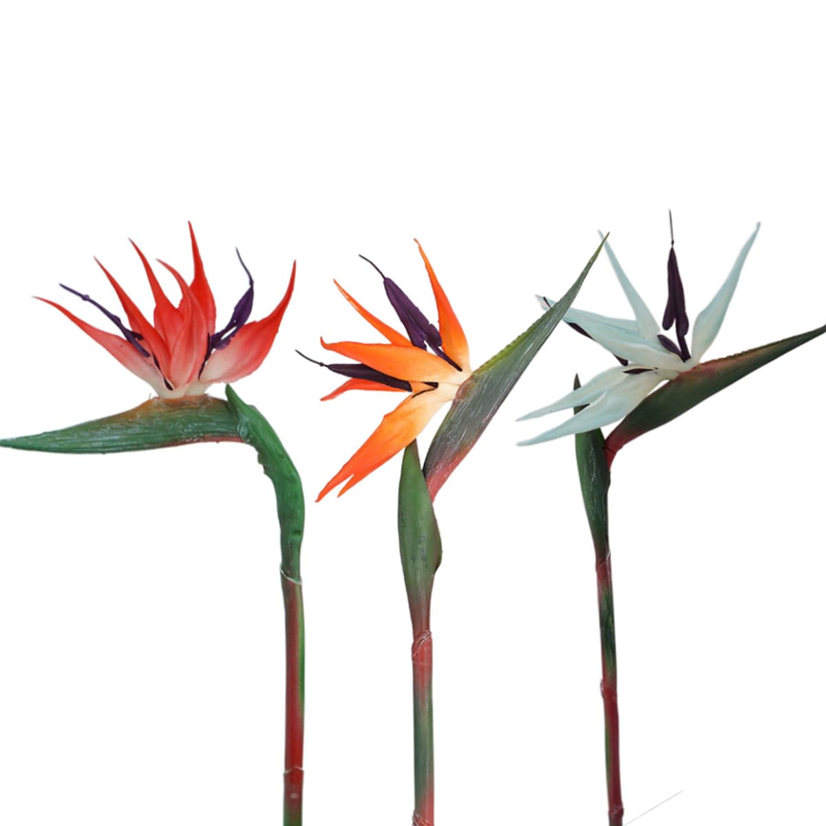 Paradijsvogel, Strelitzia, Bloemen bureaublad achtergrond | Gratis