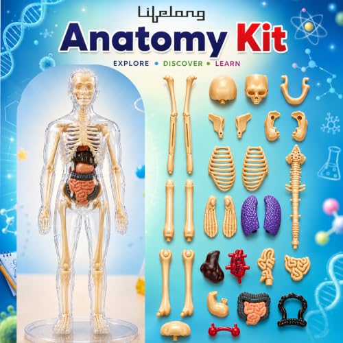 Image of Lifelong Labs Anatomy Kit | 29-Piece Anatomy Kit with Skeleton, Organs, Body Parts | Human Body 3D Puzzle, STEM Science Toy | Skeleton Model Detachable Bones | Body Parts Toy for Kids Ages 5-12 Yrs