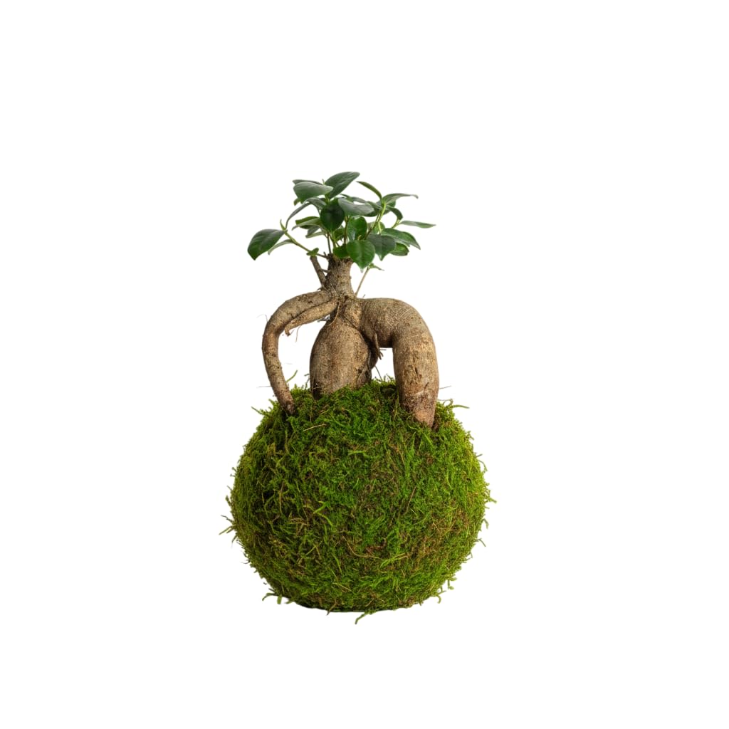 DECOALIVE Kokedama Ficus Microcarpa Planta Natural Viva