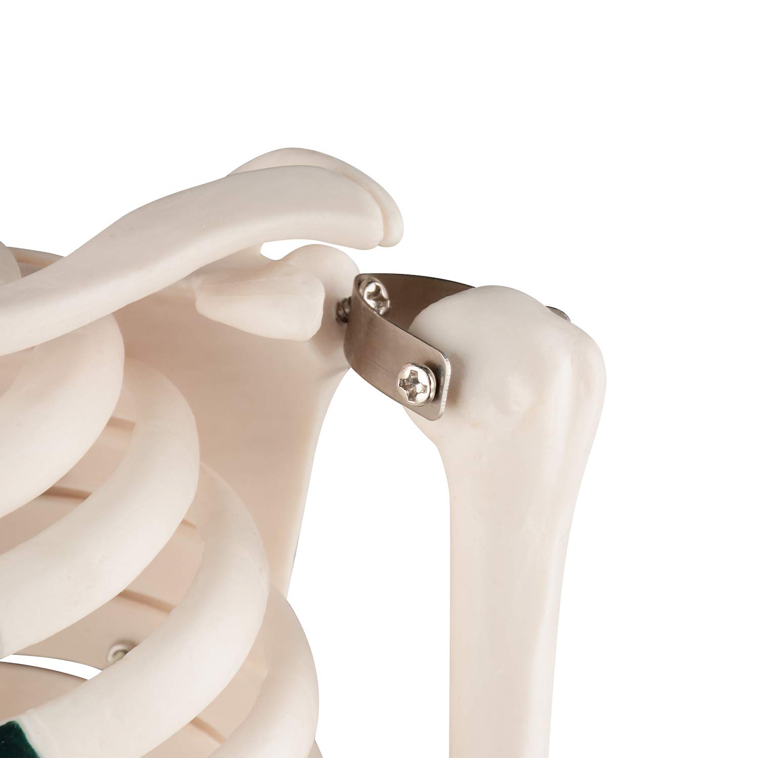 Buy Ultrassist Human Skeleton Model, 34" Half Life Size Skeleton Replica with Painted Costal