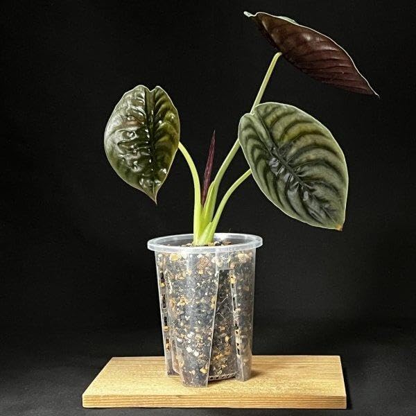 良株】 アロカシア クプレア Alocasia cuprea アロカシア 良株】 アロカシア クプレア Alocasia cuprea アロカシア