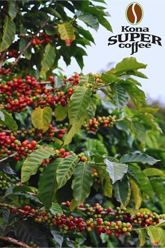 Kona Super Coffee 100% Kona Coffee - 16oz miniatura 5