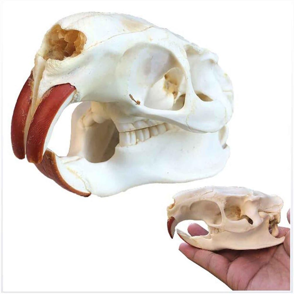 Biber Schädel Kopf Modell - Real Animal Skull Replica - Biber Schädel Kopf Präparator Feng Shui Ornamente für Home Decoratio, Wissenschaft Bildung Lehrmittel