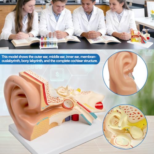 Image of 3 Times Human Ear Anatomy Model with Base, 3 Part Removable Structure with Detailed Labels for Science Classroom,Teaching Demonstration,Human Anatomy Study