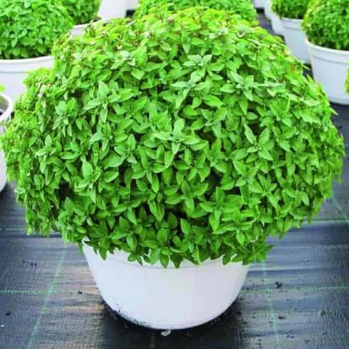 Pack 6 Greek Basil Plants Live, 4-7 Inches Tall, Fragrant