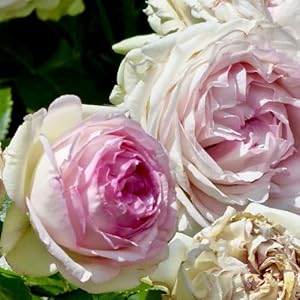 2 x Sudsty Rosa 'Pierre de Ronsard' Rose