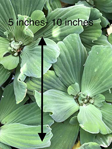 Water Lettuce - Floating Live Pond Plants by Aquarium Plants Inc