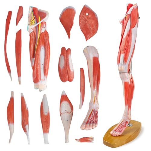 EVOTECH SCIENTIFIC Numbered Human Leg Musculature Anatomy Model, 25 inch