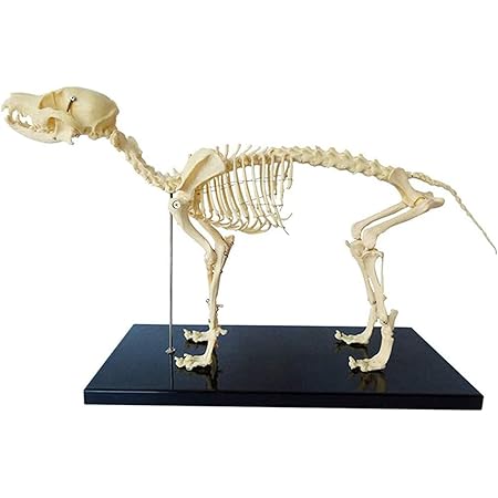 Amazon Co Jp Kesoto Pvc素材製 獣医師用 72点鍼灸のポイント 犬鍼灸モデル 模型 ラボ用品 医学解剖学研究ツール 産業 研究開発用品