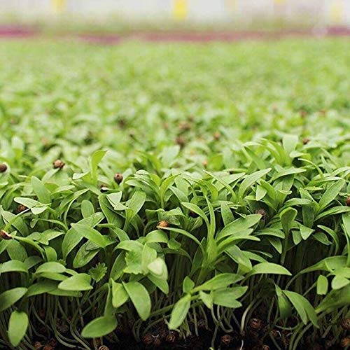 Creative Farmer Vegetable Seeds Chinese Parsley (Coriander) Seeds - Coriander Micro Green Seeds Culinary Spice Terrace Gardening Home Garden Seeds (B07N463N3V) Amazon Price History, Amazon Price Tracker