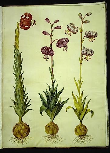 Tableau Toile Lilium Pomponium Hans Simon Holtzbecker 60x90cm Affiches d'Art