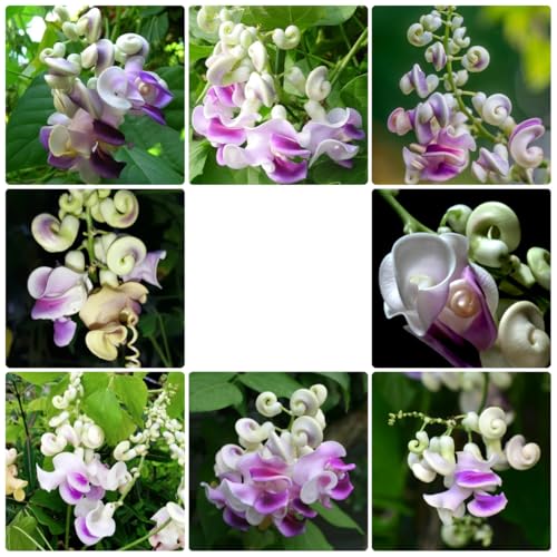 semillas de frijol caracol, Vigna caracalla, jardín, perennes, resistentes. variedades antiguas para camas elevadas 55pcs