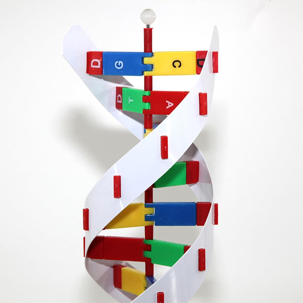 Cubo per Lo Studio dell'anatomia Umana, Modello di Dna a Doppia elica, Gene Biologico, Modello proteico di Grandi Dimensioni, 60 cm, Strumento didattico for Insegnanti, 3 Pezzi