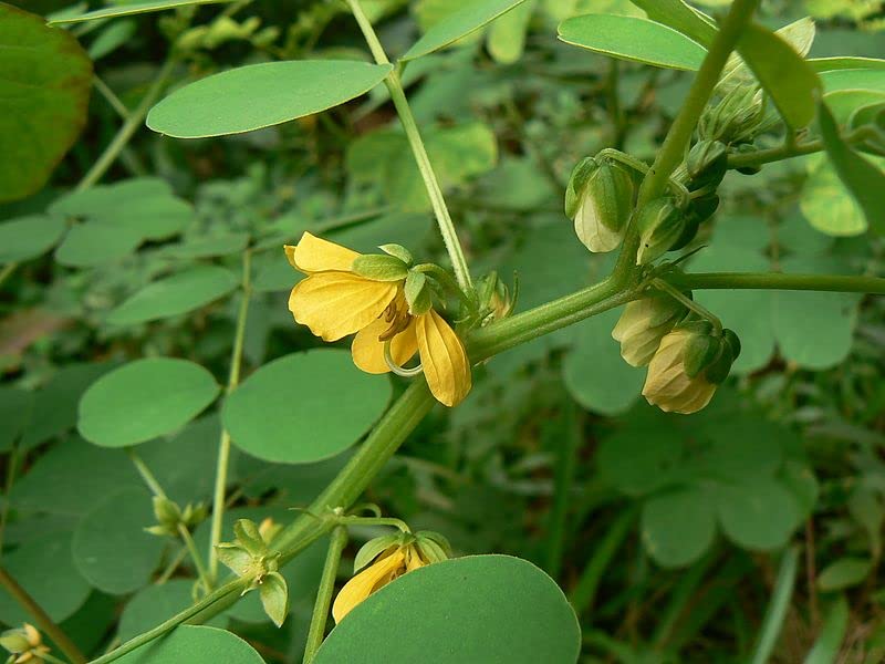 Cassia Tora/Cassia senna/Sickle Pod Medicinal live plant - 1 No (B0C58BY6V9) Amazon Price History, Amazon Price Tracker