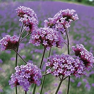 50 Tall Verbena Seeds