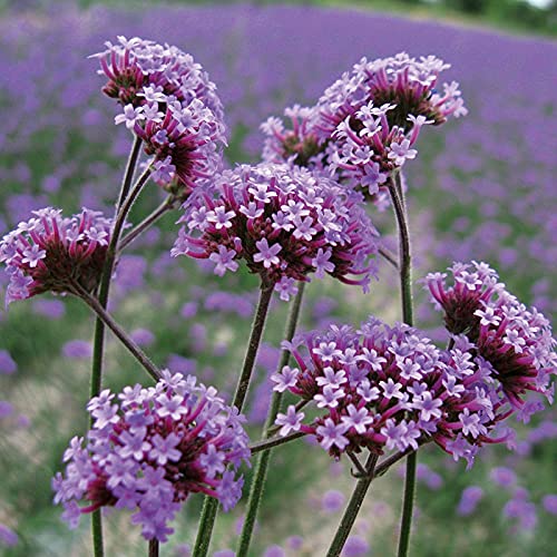 Gardening Treasures: 50 Tall Verbena Seeds