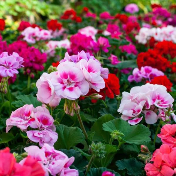 20+ Mixed Color Geranium Seeds for Planting - Rare Perennial Non-GMO Flower Seeds Indoor/Outdoor Potted Garden Plants Attract Pollinators Easy to Grow & Fast Germinating