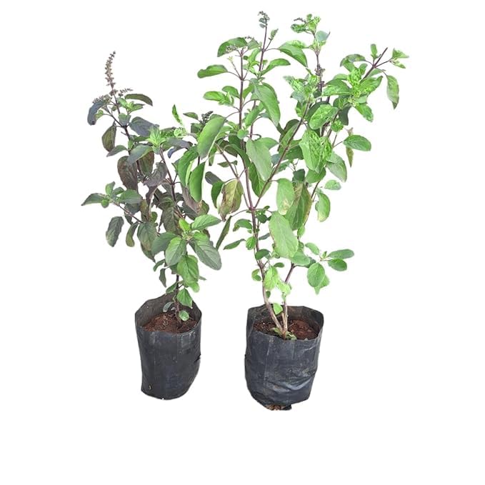 Live Potatoes & Cucumbers Plant Pack of 2 (B0D81CFNKY) Amazon Price History, Amazon Price Tracker