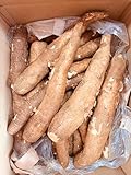 沖縄産キャッサバ１キロ・Okinawa Cassava 1kg (1)