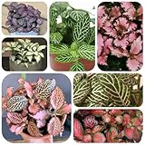 fittonia pflanze samen winterharte kübelpflanzen fittonia pflanzen deko gartenpflanzen winterhart mehrjährig bodendecker samen winterhart gartendeko für draußen pflanzen für draußen 200pcs