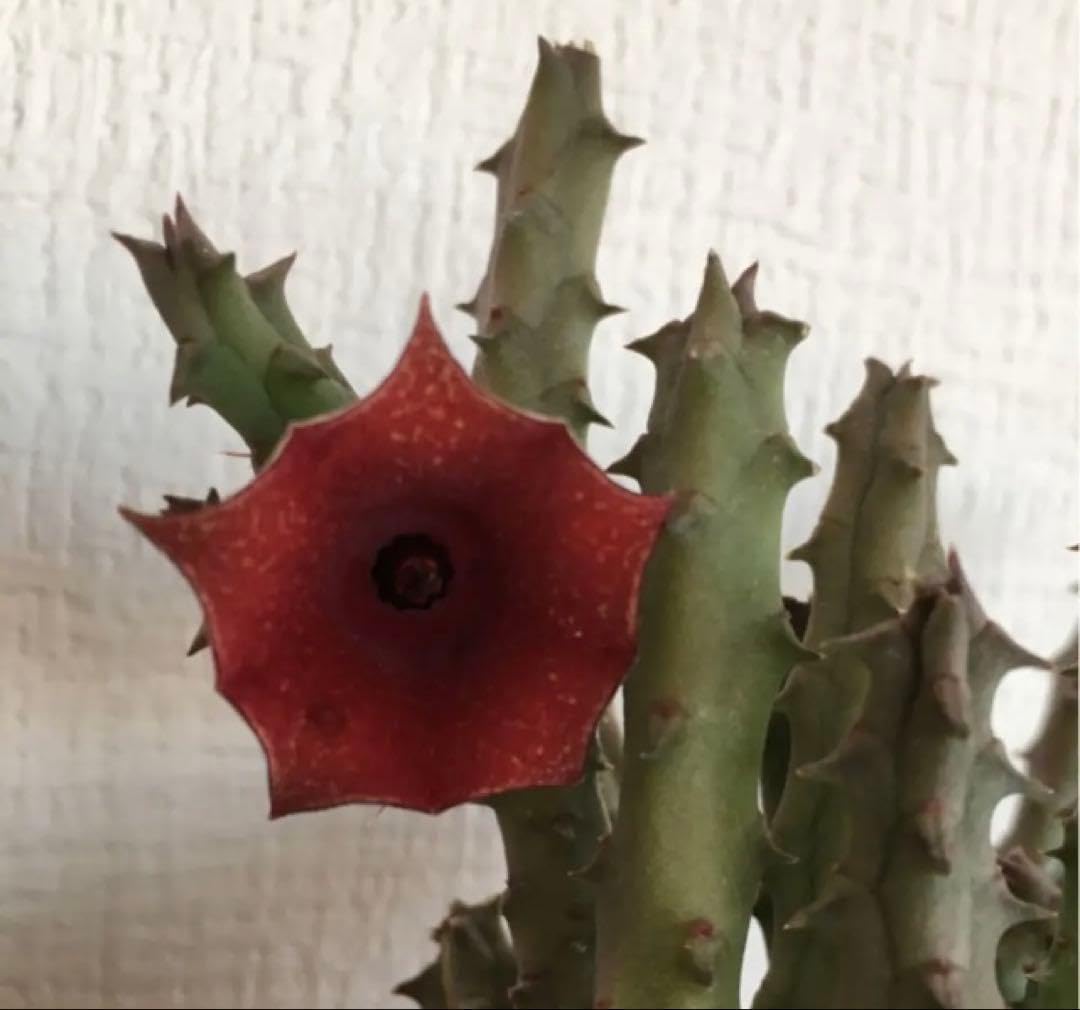 多肉植物 ロウルサンコさん♡毒りんご♡カット苗/毒リンゴ～3/23