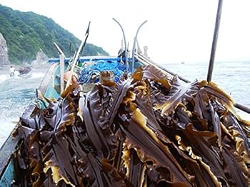 Amazon.co.jp: 羅臼昆布 1等検 500g (天然ラウスコンブ) 北海道
