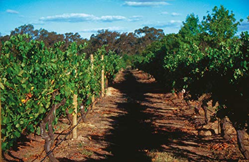 image for Seppelt The Great Entertainer Prosecco Sparkling Wine Non-Vintage, 750