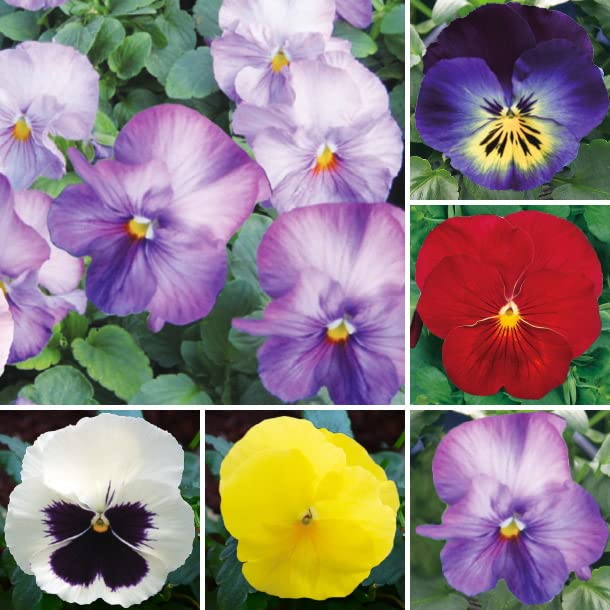 Amazon.co.jp: 大輪咲き パンジー おまかせ20ポットセット 【5色x各4 Amazon.co.jp: 大輪咲き パンジー おまかせ20ポットセット 【5色x各4